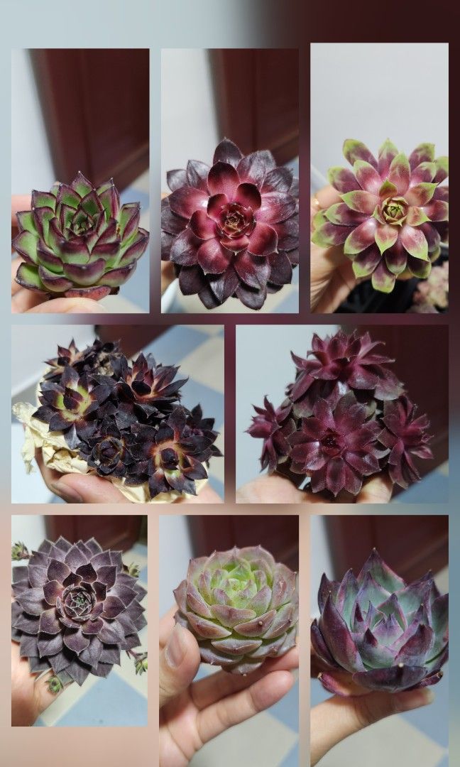 Succulents