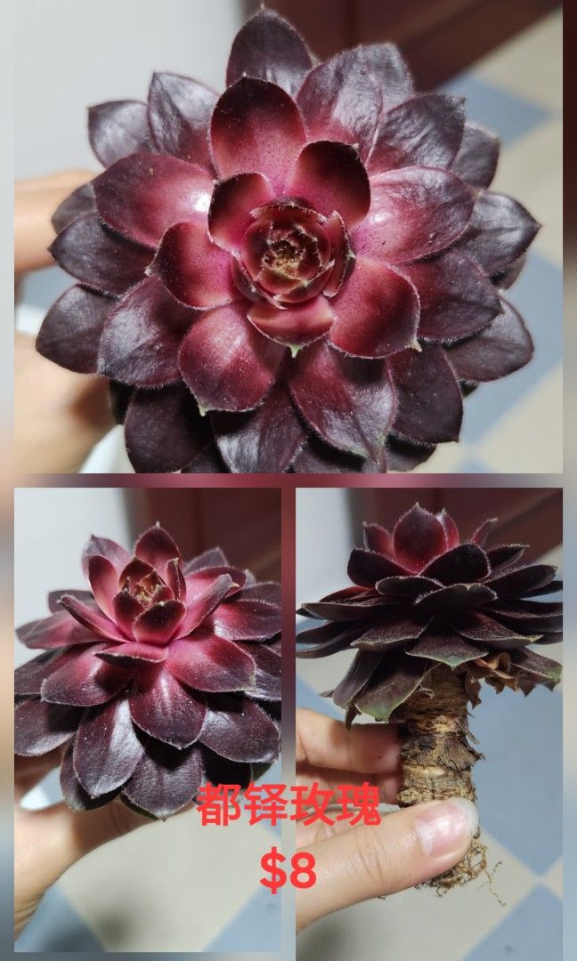 Succulents442092288549867521