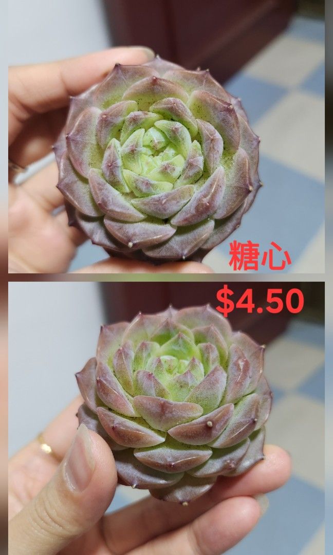 Succulents442092288549867527