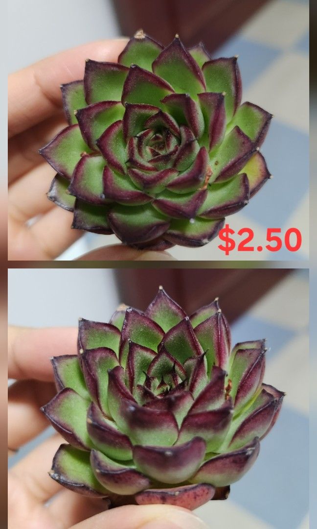 Succulents442092288549867526