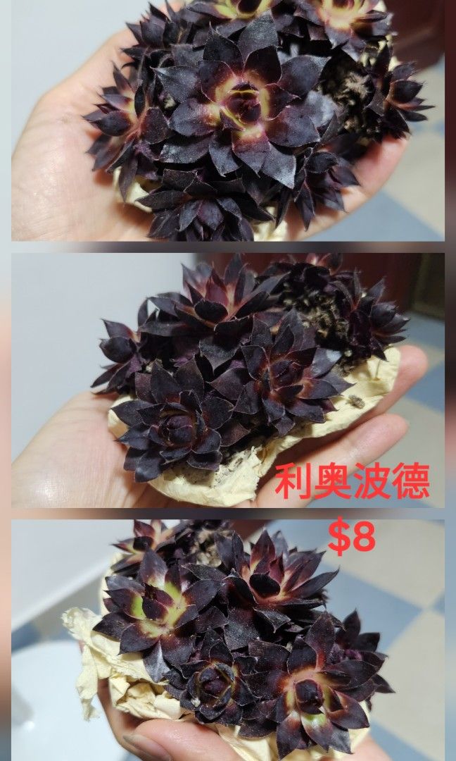 Succulents442092288549867523