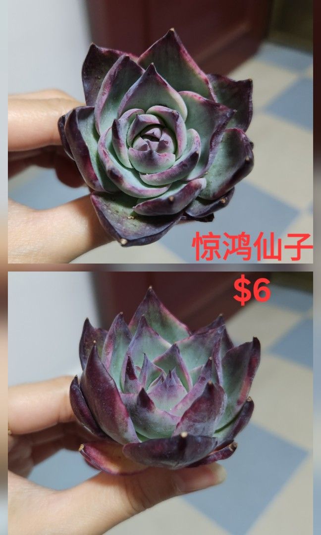 Succulents442092288549867528