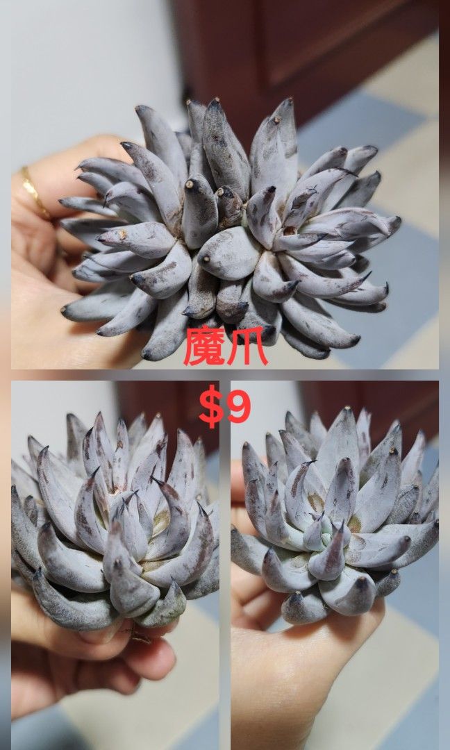 Succulents442091422342205445