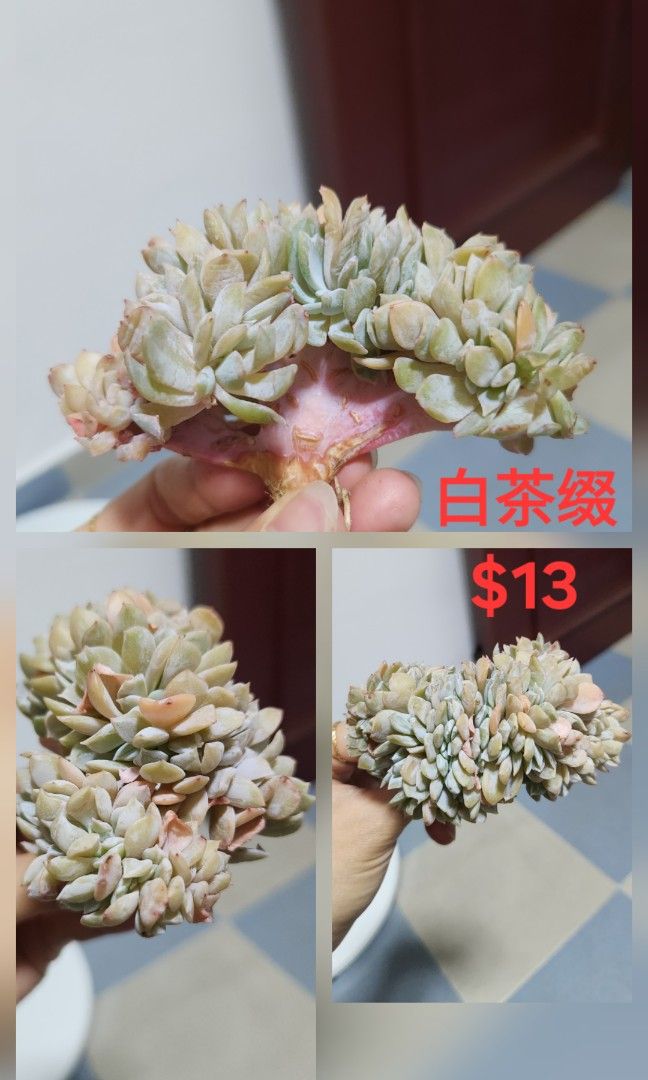 Succulents442091422342205444