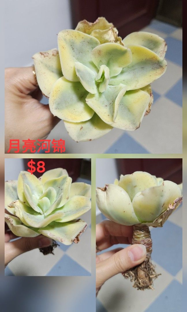 Succulents442091422342205441