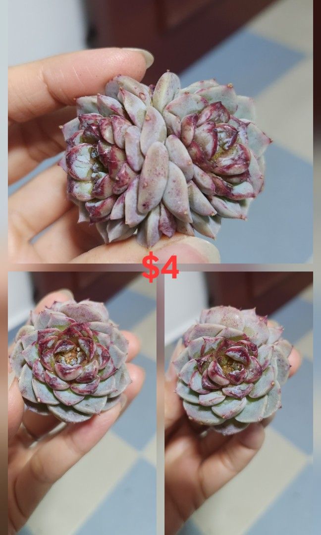 Succulents442091422342205449