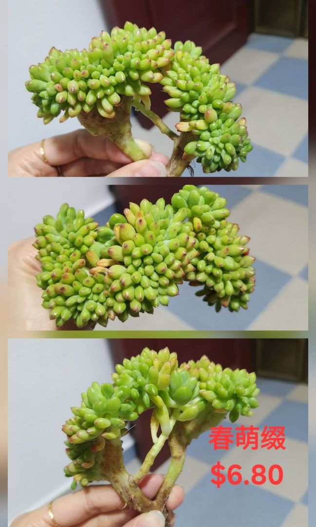 Succulents442091422342205442