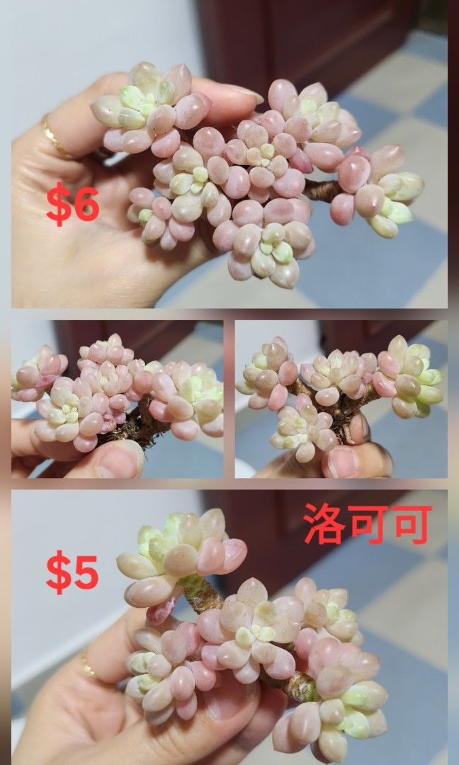 Succulents442091422342205447