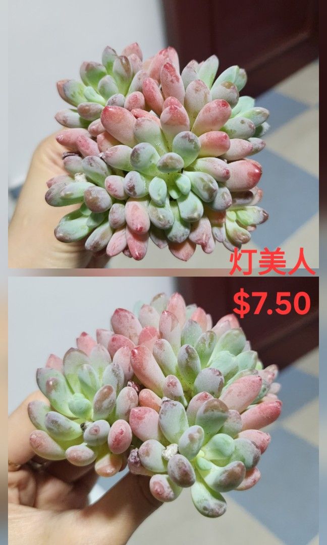 Succulents442091422342205446