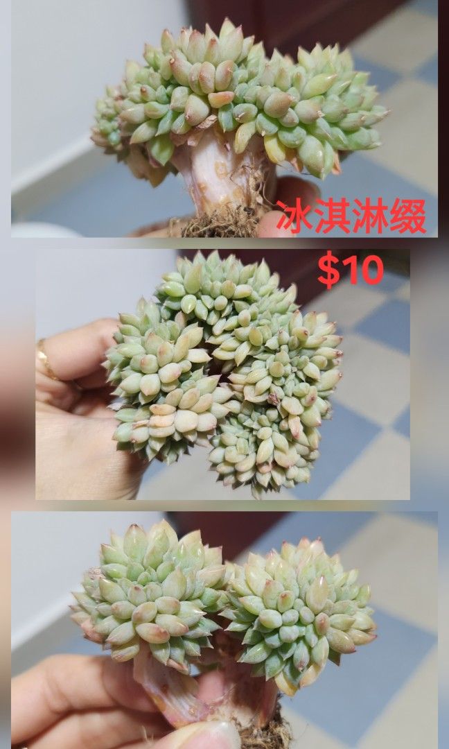 Succulents442091422342205443