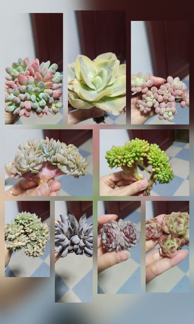 Succulents