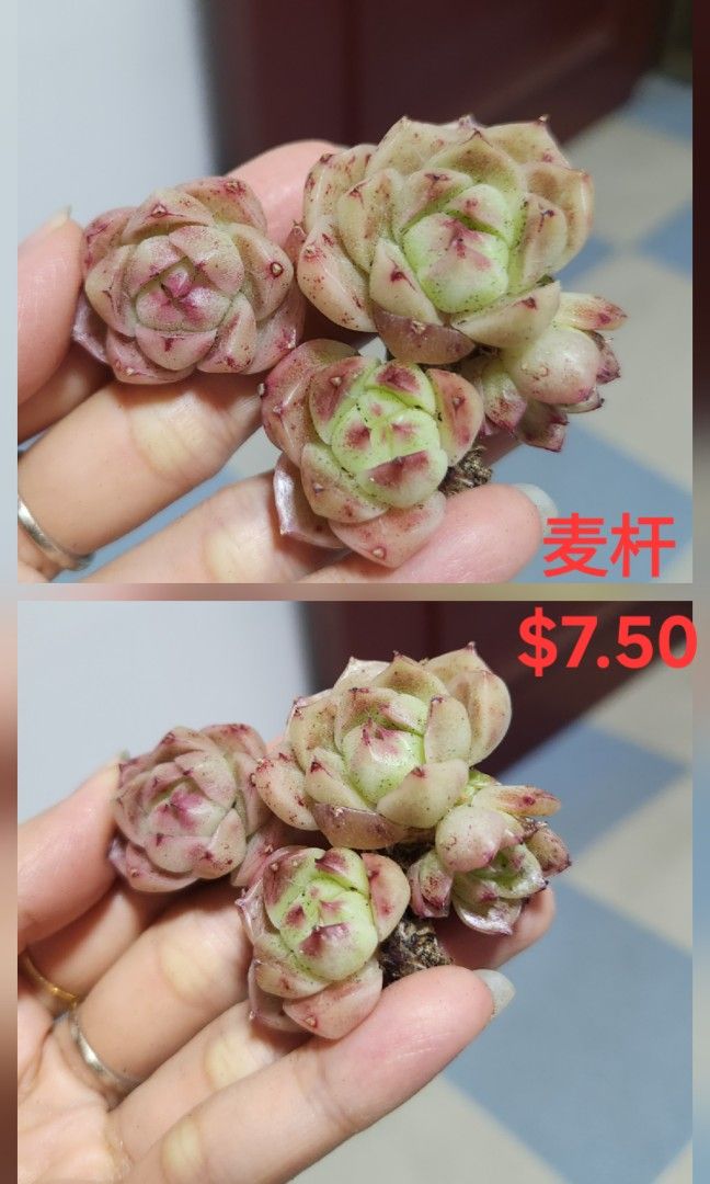 Succulents442091422342205448