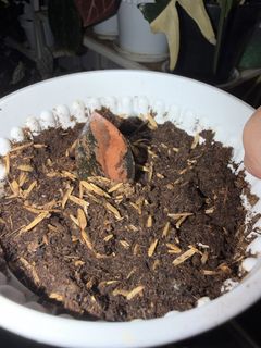 (Category: ) located in . Submitted by planteric (Listing ID 1435489126, Image 1). Description: .