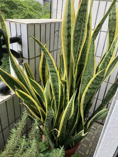 由 nikotseng (刊登 ID 1437041459，圖片 1) 提交，位於 的 (類別：)，說明：。