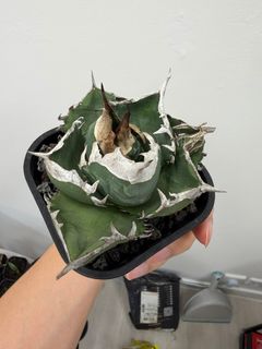 （分類：）位於 。 由 kf12391 提交（商品編號 1437190978，圖片 1）。簡介： 。