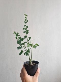 (Category: ) located in . Submitted by excess.plants (Listing ID 1437109663, Image 1). Description: .