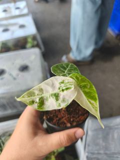 (Category: ) located in . Submitted by plantdad3 (Listing ID 1437209805, Image 1). Description: .