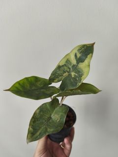 (Category: ) located in . Submitted by plantdad3 (Listing ID 1437209918, Image 1). Description: .