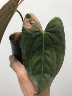 (Category: ) located in . Submitted by PlantsRanger (Listing ID 1437125303, Image 1). Description: .
