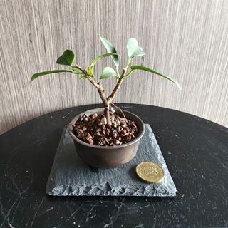 (Category: ) located in . Submitted by sgbonsai (Listing ID 1437082722, Image 1). Description: .