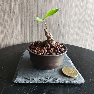 (Category: ) located in . Submitted by sgbonsai (Listing ID 1437083789, Image 1). Description: .
