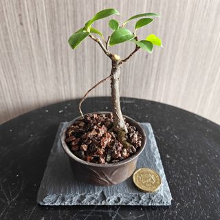 (Category: ) located in . Submitted by sgbonsai (Listing ID 1437081573, Image 1). Description: .