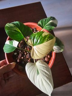 (Category: ) located in . Submitted by happygrowing (Listing ID 1437208797, Image 1). Description: .