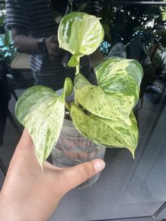 (Category: ) located in . Submitted by helloplants123 (Listing ID 1437097472, Image 1). Description: .