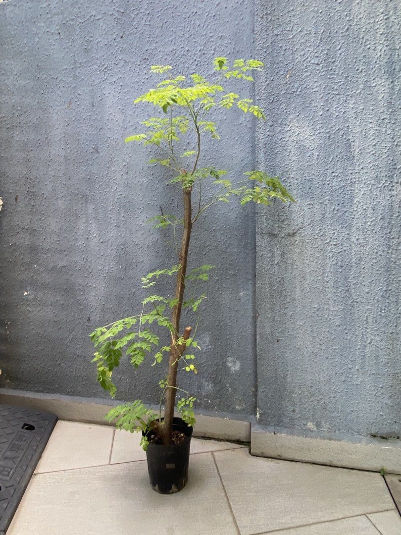 Moringa (Stem Cutting) (Category: Plants & Seeds) located in Singapore. Submitted by foscia19 (Listing ID 1437024607, Image 3). Description: $10 each Pot size: D14cm Height of plant including pot: H95-100cm.