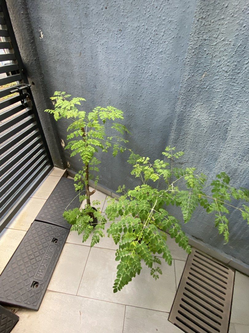 Moringa (Stem Cutting) (Category: Plants & Seeds) located in Singapore. Submitted by foscia19 (Listing ID 1437024607, Image 2). Description: $10 each Pot size: D14cm Height of plant including pot: H95-100cm.