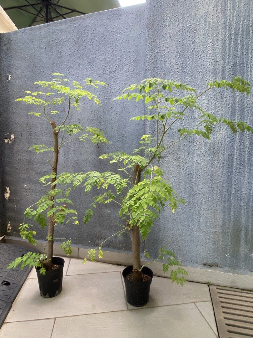 Moringa (Stem Cutting) (Category: Plants & Seeds) located in Singapore. Submitted by foscia19 (Listing ID 1437024607, Image 1). Description: $10 each Pot size: D14cm Height of plant including pot: H95-100cm.