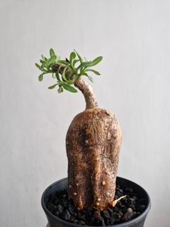 (Category: ) located in . Submitted by excess.plants (Listing ID 1435752068, Image 1). Description: .