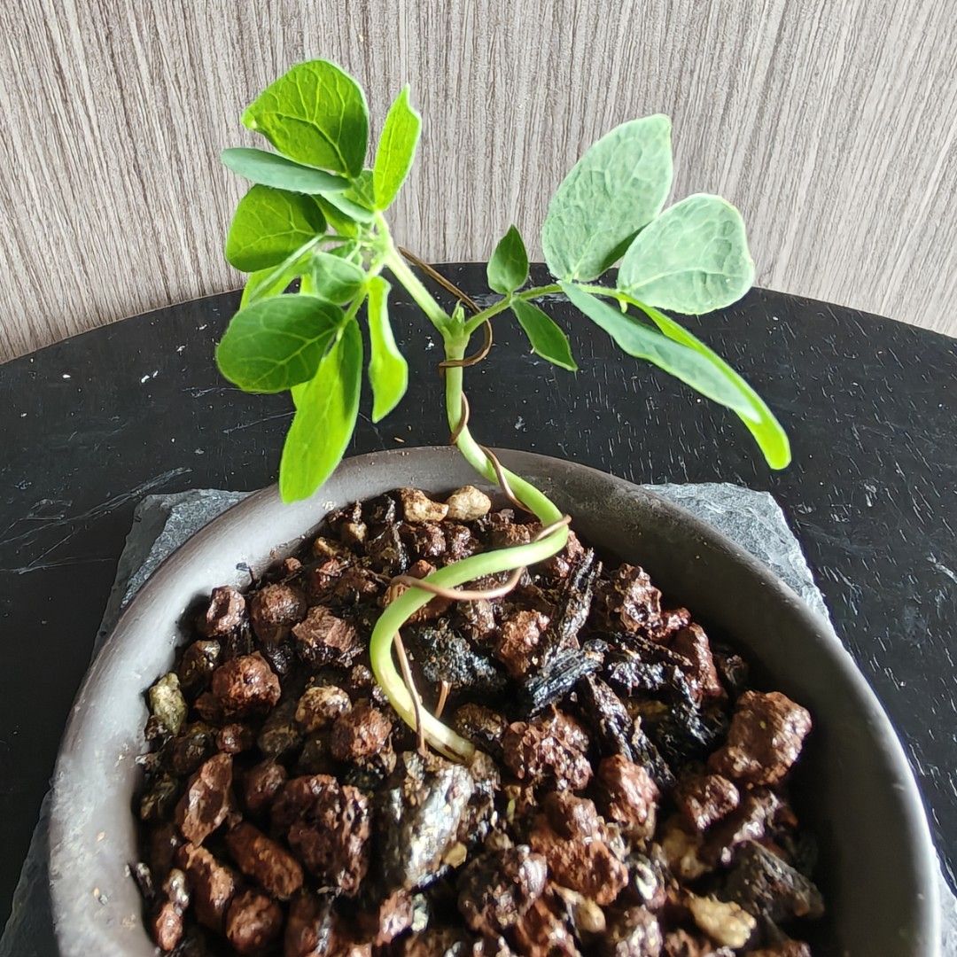 Rain tree bonsai450209857332193281