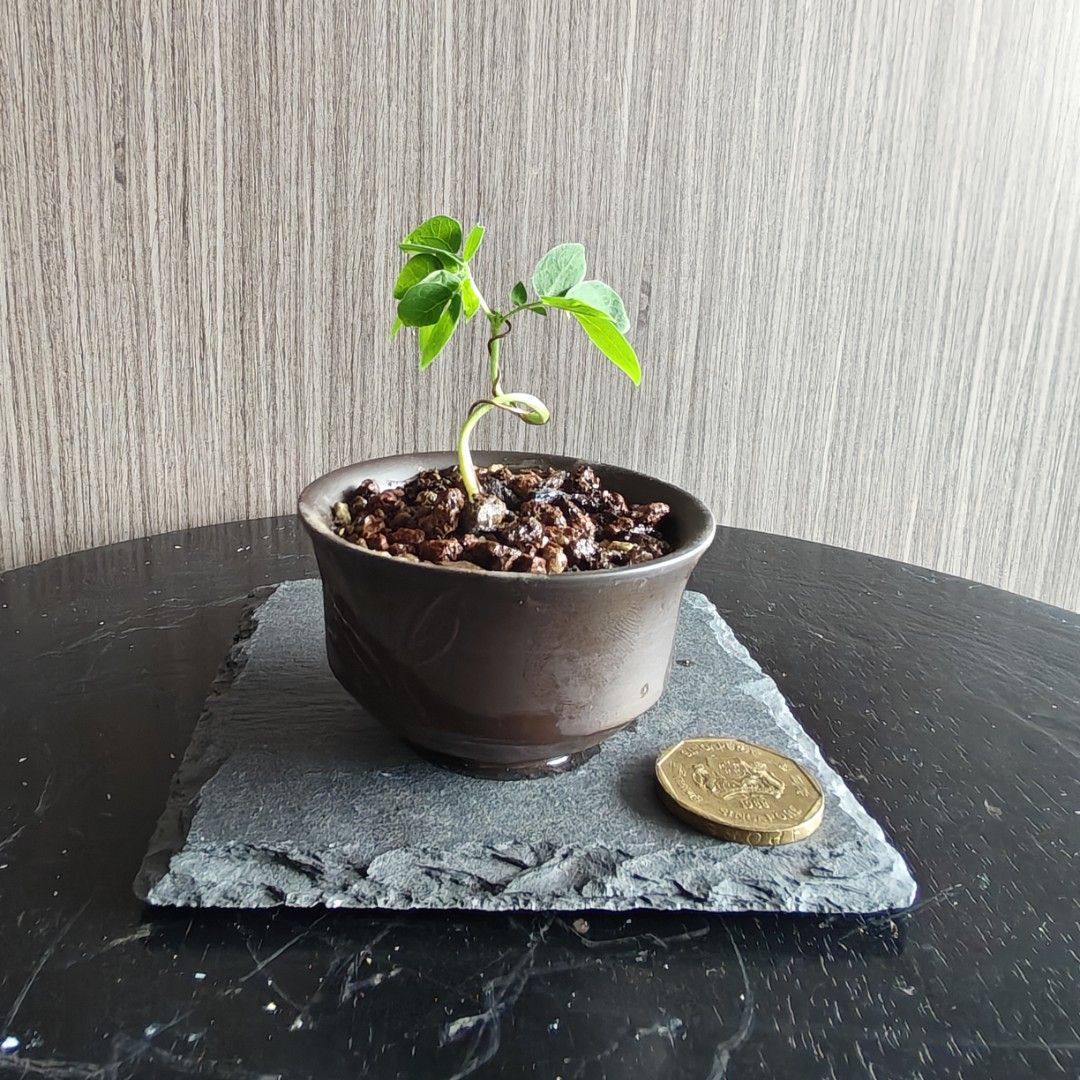 Rain tree bonsai450209857332193280