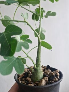(Category: ) located in . Submitted by excess.plants (Listing ID 1437109629, Image 1). Description: .