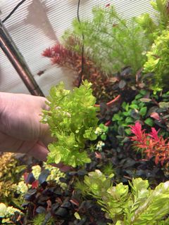 (Category: ) located in . Submitted by tohqy (Listing ID 1437085815, Image 1). Description: .