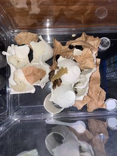 （分類：）位於 。 由 ydc474 提交（商品編號 1437392159，圖片 1）。簡介： 。