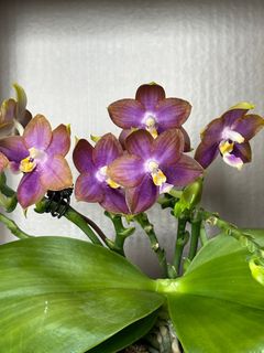 （分類：）位於 。 由 khkh1985 提交（商品編號 1437283219，圖片 1）。簡介： 。