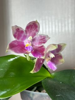 （分類：）位於 。 由 khkh1985 提交（商品編號 1437289270，圖片 1）。簡介： 。