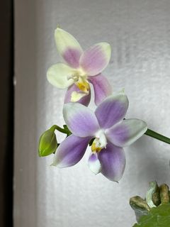 （分類：）位於 。 由 khkh1985 提交（商品編號 1437289499，圖片 1）。簡介： 。
