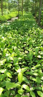(Category: ) located in . Submitted by qualityfruittrees25 (Listing ID 1437347424, Image 1). Description: .