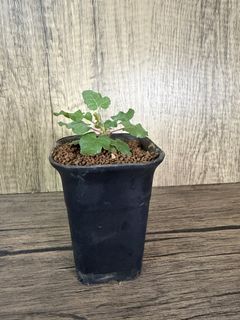 （分類：）位於 。 由 EvensHouse 提交（商品編號 1437360035，圖片 1）。簡介： 。