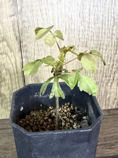 （分類：）位於 。 由 EvensHouse 提交（商品編號 1437358851，圖片 1）。簡介： 。