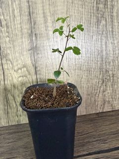 （分類：）位於 。 由 EvensHouse 提交（商品編號 1437357856，圖片 1）。簡介： 。