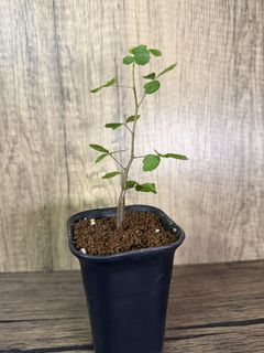 （分類：）位於 。 由 EvensHouse 提交（商品編號 1437358305，圖片 1）。簡介： 。