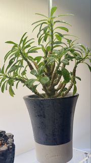 （分類：）位於 。 由 hanilam 提交（商品編號 1437363191，圖片 1）。簡介： 。