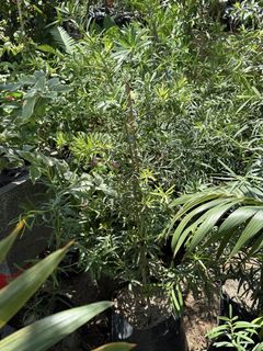 (Category: ) located in . Submitted by plants_sale (Listing ID 1437227228, Image 1). Description: .