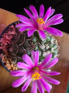 (Category: ) located in . Submitted by greenscape (Listing ID 1437266370, Image 1). Description: .