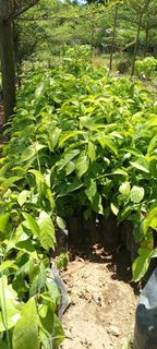 (Category: ) located in . Submitted by qualityfruittrees25 (Listing ID 1437347588, Image 1). Description: .