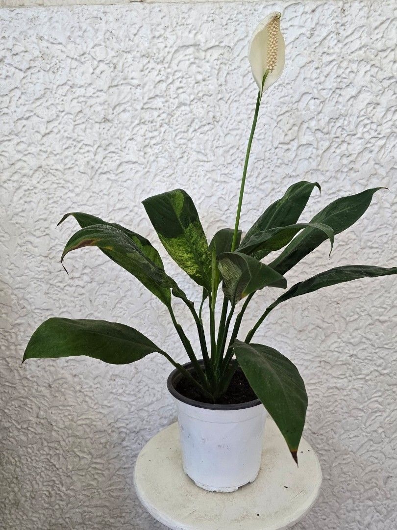 Peace Lily Plant with Flower (Category: Plants & Seeds) located in Paranaque City. Submitted by anacoritasgarden (Listing ID 1437247352, Image 1). Description: Location: Paranaque City, Metro Manila Payment via GCash Shipping via Lalamove or GrabExpress (shipping fee shouldered by the buyer) - Beautiful Peace Lily plant - Elegant white flower - Potted in a white pot - Vibrant green leaves with slight variegation - Perfect for indoor spaces.